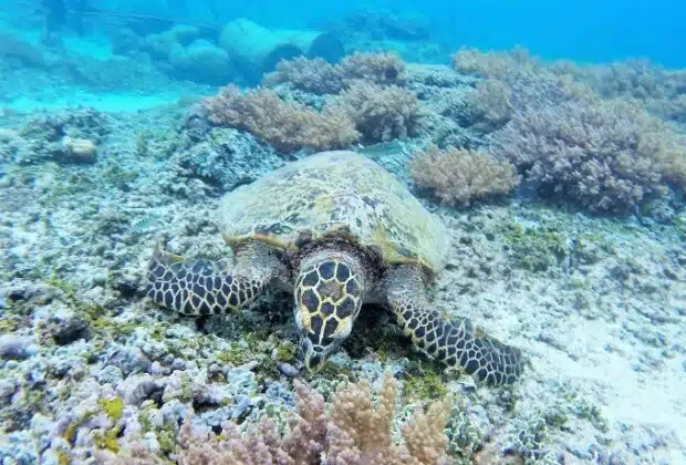 Escapade paradisiaque : tout ce qu'il faut savoir sur l'île Gili